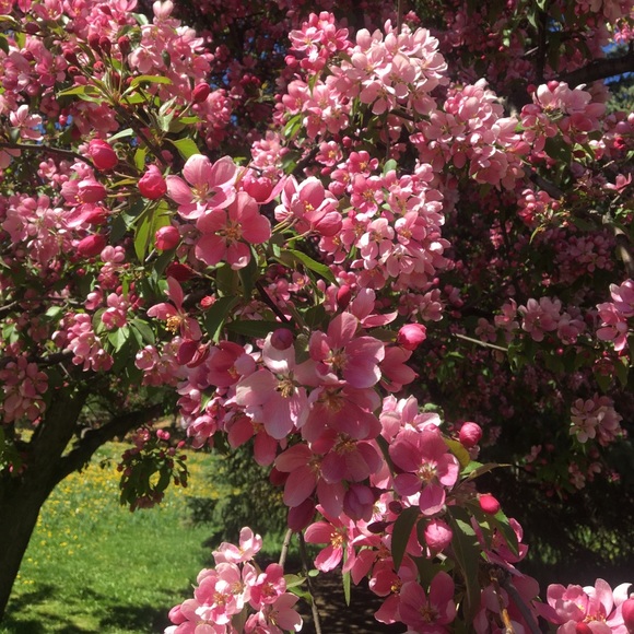 Meet your Posher, Rose - Picture 1 of 1